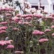 Řebříček obecný 'Appleblosom' - Achillea millefolium 'Appleblosom'