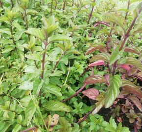 Máta klasnatá 'Black Mitcham' - Mentha spicata 'Black Mitcham'