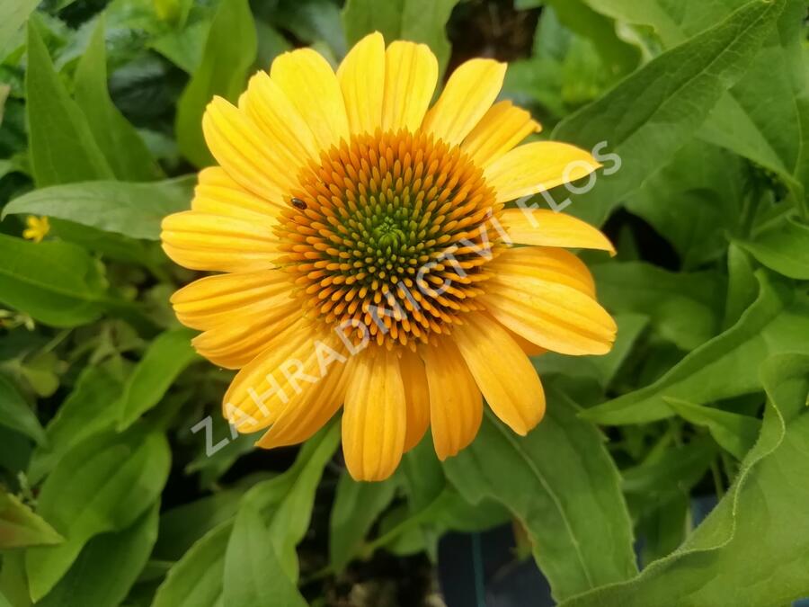 Třapatkovka nachová 'Tweety' - Echinacea purpurea 'Tweety'