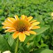 Třapatkovka nachová 'Tweety' - Echinacea purpurea 'Tweety'