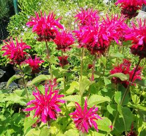 Zavinutka podvojná 'Knight Rose' - Monarda didyma 'Knight Rose'