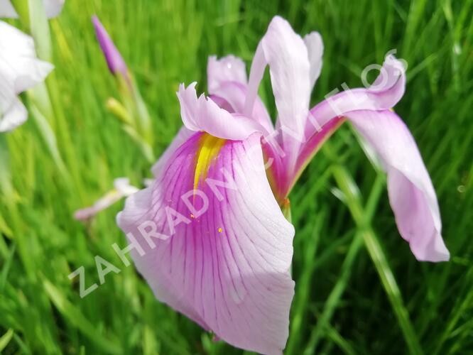 Kosatec mečovitý 'Momogasumi' - Iris ensata 'Momogasumi'