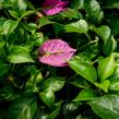 Bugenvilea lysá 'Sanderiana' - Bougainvillea glabra 'Sanderiana'