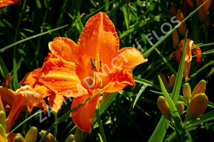 Denivka 'Primal Scream' - Hemerocallis 'Primal Scream'