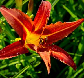 Denivka 'Autumn Red' - Hemerocallis 'Autumn Red'