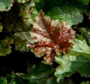 Dlužicha 'Dark Select' - Heuchera hybrida 'Dark Select'