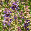 Šalvěj 'Feathers Peacock' - Salvia 'Feathers Peacock'