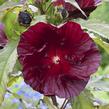 Ibišek bahenní 'Cranberry Crush' - Hibiscus moscheutos 'Cranberry Crush'