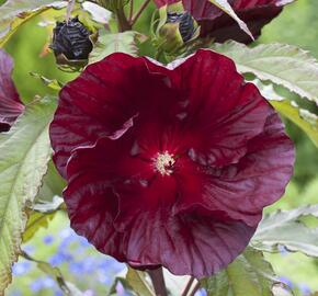 Ibišek bahenní 'Cranberry Crush' - Hibiscus moscheutos 'Cranberry Crush'