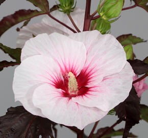 Ibišek bahenní 'Carousel Jolly Heart' - Hibiscus moscheutos 'Carousel Jolly Heart'