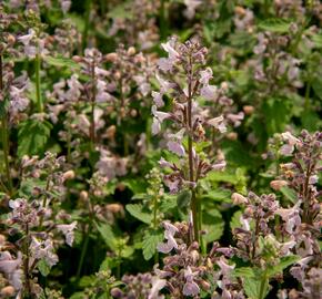 Šanta 'Amelia' - Nepeta racemosa 'Amelia'