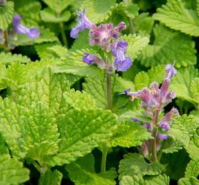 Šanta 'Little Titch' - Nepeta racemosa 'Little Titch'