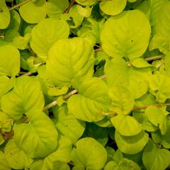 Vrbina penízková 'Creeping Jenny Yellow' - Lysimachia nummularia 'Creeping Jenny Yellow'