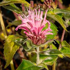 Zavinutka podvojná 'Pocahontas Pink' - Monarda didyma 'Pocahontas Pink'