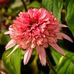 Třapatkovka nachová 'Firebird' - Echinacea purpurea 'Firebird'