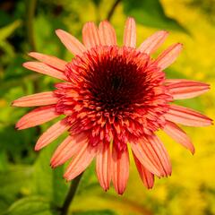 Třapatkovka nachová 'Firebird' - Echinacea purpurea 'Firebird'