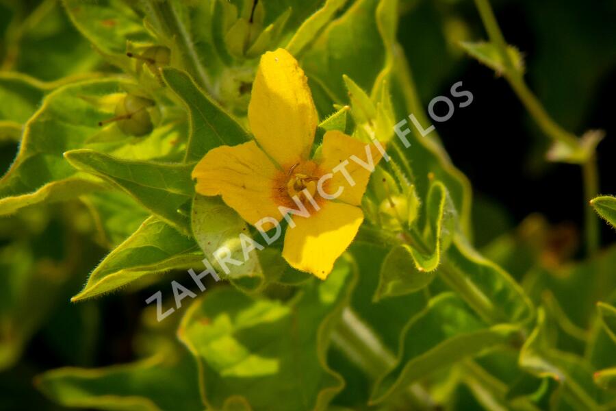 Vrbina tečkovaná 'Senior' - Lysimachia punctata 'Senior'