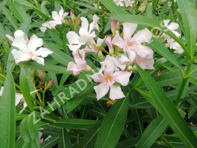 Oleandr obecný - Nerium oleander