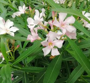 Oleandr obecný - Nerium oleander