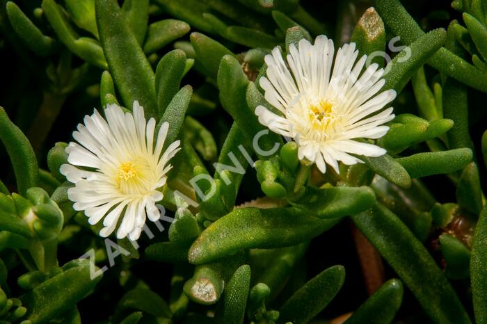 Kosmatec 'Wheels of Wonder White' - Delosperma hybrida 'Wheels of Wonder White'