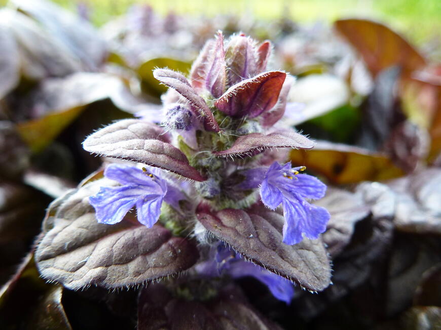 Ajuga reptans 'Braunherz'