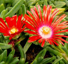 Kosmatec 'Red Mountain' - Delosperma dyeri 'Red Mountain'