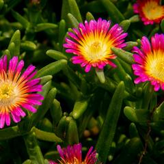 Kosmatec 'Wheels of Wonder Hot Pink' - Delosperma hybrida 'Wheels of Wonder Hot Pink'