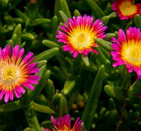 Kosmatec 'Wheels of Wonder Hot Pink' - Delosperma hybrida 'Wheels of Wonder Hot Pink'