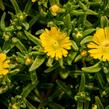 Kosmatec 'Wheels of Wonder Golden' - Delosperma hybrida 'Wheels of Wonder Golden'