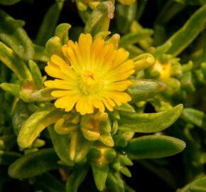 Kosmatec 'Wheels of Wonder Golden' - Delosperma hybrida 'Wheels of Wonder Golden'