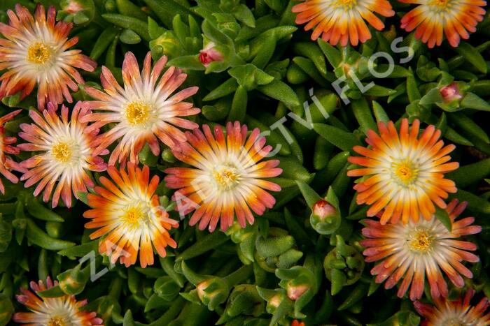 Kosmatec 'Jewel of Desert Ruby' - Delosperma hybrida 'Jewel of Desert Ruby'