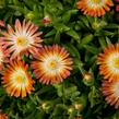 Kosmatec 'Jewel of Desert Ruby' - Delosperma hybrida 'Jewel of Desert Ruby'