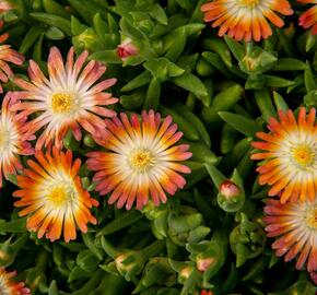 Kosmatec 'Jewel of Desert Ruby' - Delosperma hybrida 'Jewel of Desert Ruby'