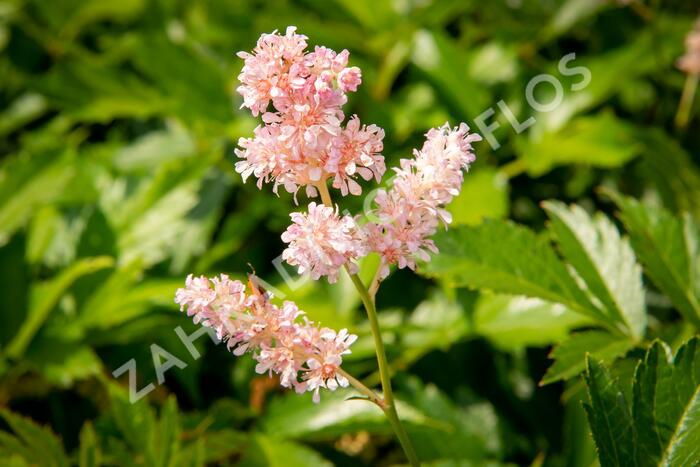 Čechrava japonská 'Europa' - Astilbe japonica 'Europa'