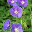 Kakost 'Orion' - Geranium 'Orion'