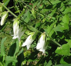 Zvonek česnáčkolistý - Campanula alliariifolia