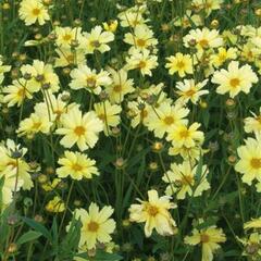 Krásnoočko 'Full Moon' - Coreopsis 'Full Moon'