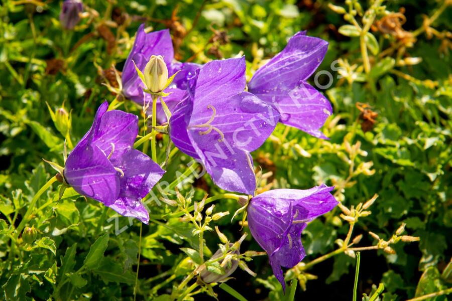 Zvonek karpatský 'Blue ' - Campanula carpatica 'Blue'