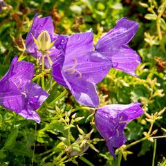 Zvonek karpatský 'Blue ' - Campanula carpatica 'Blue'