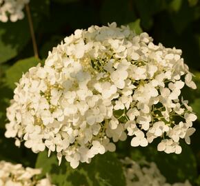 Hortenzie stromečková 'Incrediball' Strong Annabelle - Hydrangea arborescens 'Incrediball' Strong Annabelle