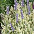 Levandule úzkolistá 'Platinum Blonde' - Lavandula angustifolia 'Platinum Blonde'