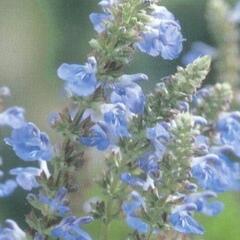 Šalvěj - Salvia uliginosa