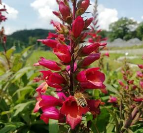 Náprstník 'Illumination Cherry Brandy' - Digitalis x hybrida 'Illumination Cherry Brandy'