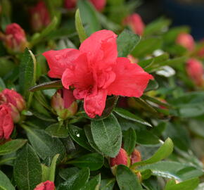 Azalka japonská 'Evergreen Red' - Azalea japonica 'Evergreen Red'