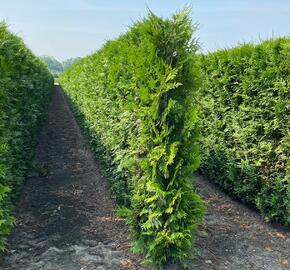 Zerav, túje řasnatá 'Martin' - předpěstovaný živý plot - Thuja plicata 'Martin' - předpěstovaný živý plot