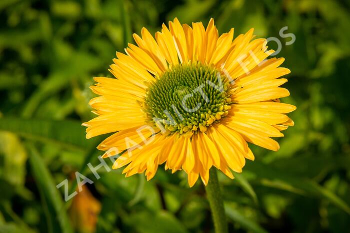 Třapatkovka nachová 'Meteor Yellow' - Echinacea purpurea 'Meteor Yellow'