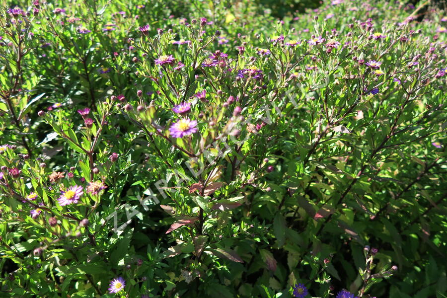 Hvězdnice 'Ezo Murasaki' - Aster ageratoides 'Ezo Murasaki'