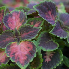 Pokojová kopřiva 'Fifth Avenue' - Coleus blumei 'Fifth Avenue'