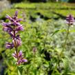 Agastache mexická 'Lime' - Agastache mexicana 'Lime'