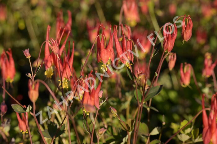 Orlíček kanadský 'Little Lanterns' - Aquilegia canadensis 'Little Lanterns'